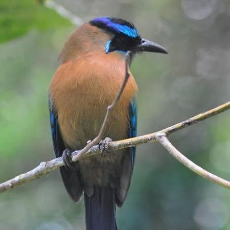 Cabina Sol Ξενοδοχείο Monteverde Εξωτερικό φωτογραφία