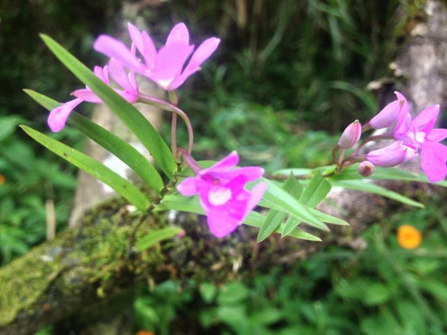 Cabina Sol Ξενοδοχείο Monteverde Εξωτερικό φωτογραφία